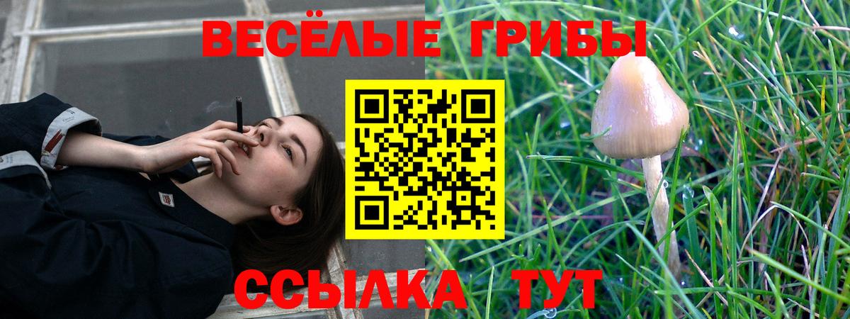 Галлюциногенные грибы Psilocybine cubensis Котельники